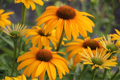 Echinacea 'Honey Skipper' ® (Scheinsonnenhut)