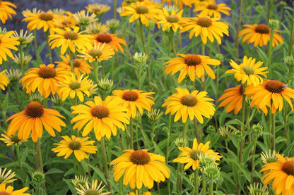 Echinacea 'Honey Skipper' ® (Scheinsonnenhut)