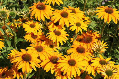 Echinacea 'Honey Skipper' ® (Scheinsonnenhut)