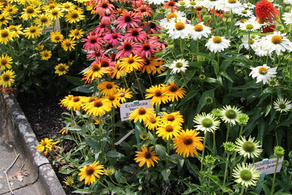 Echinacea 'Honey Skipper' ® (Scheinsonnenhut)