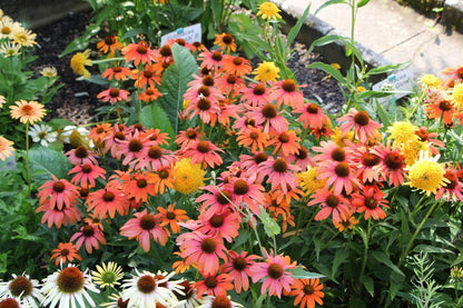 Echinacea 'SunSeekers Coral' (Scheinsonnenhut)