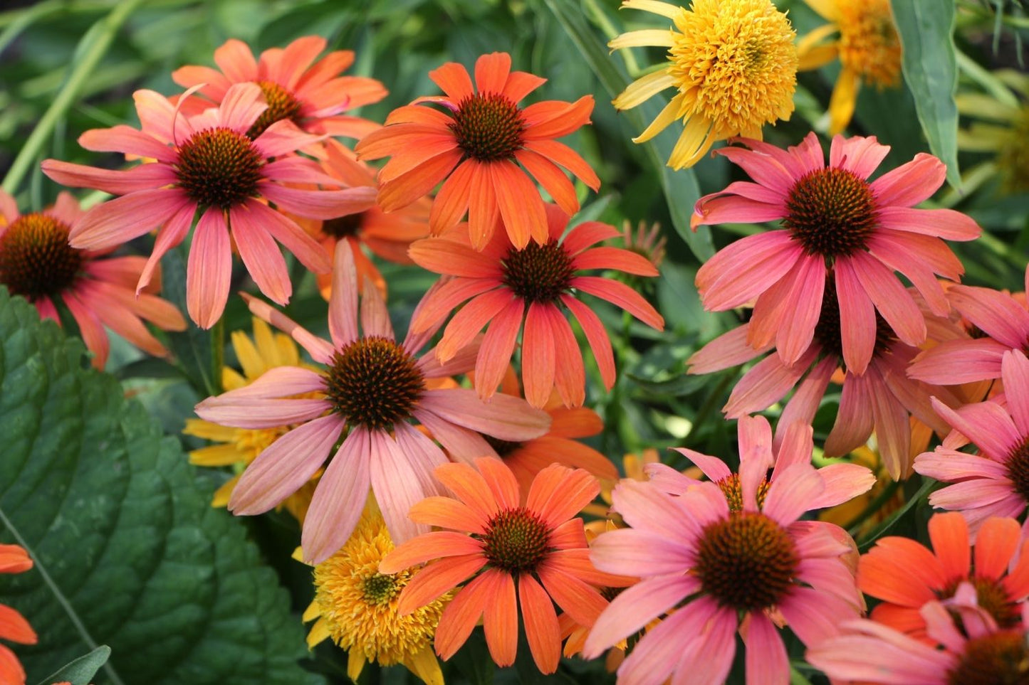 Echinacea 'SunSeekers Coral' (Scheinsonnenhut)