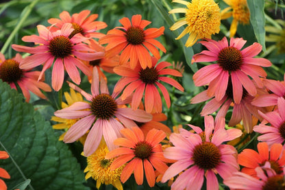 Echinacea 'SunSeekers Coral' (Scheinsonnenhut)