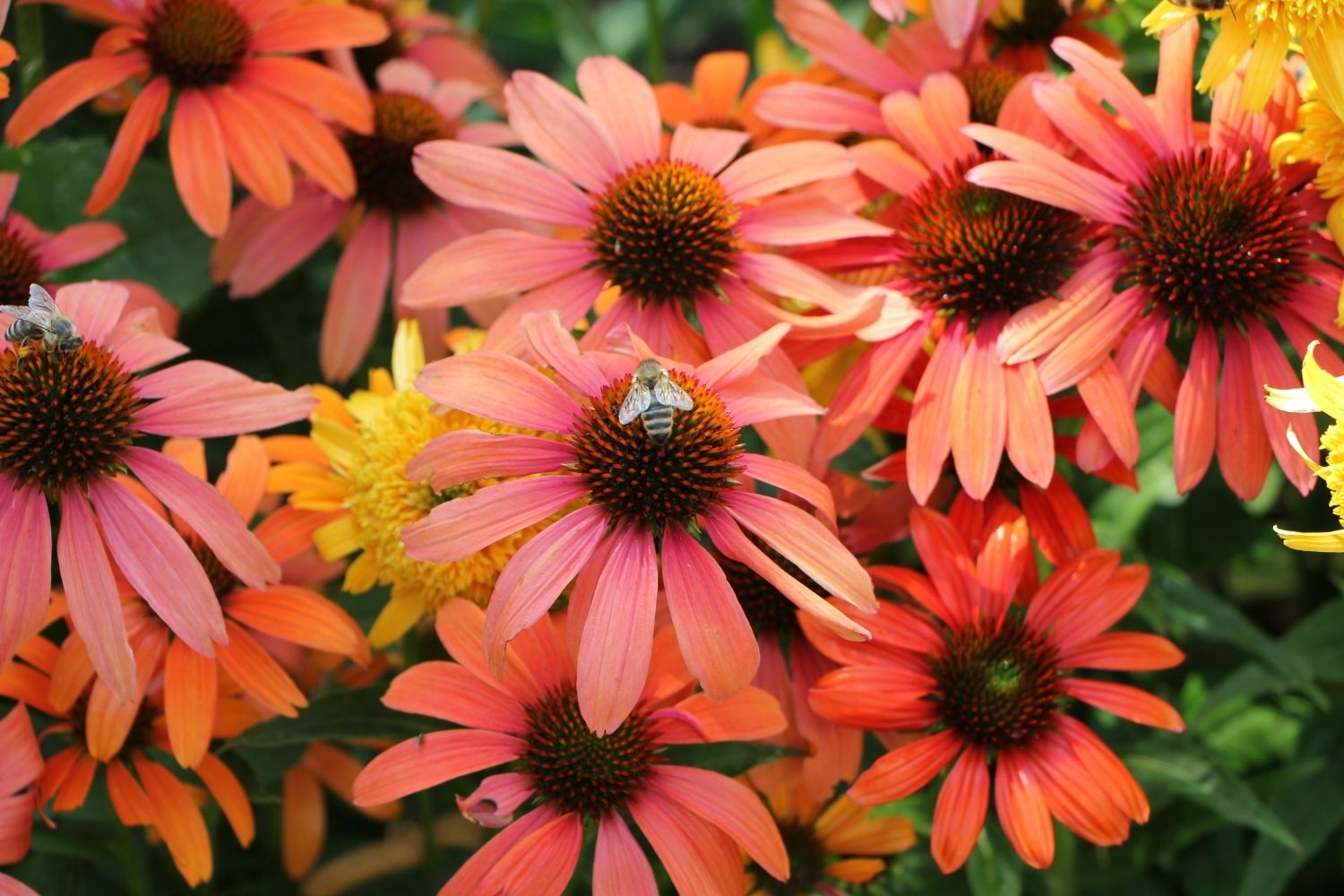 Echinacea 'SunSeekers Coral' ® Scheinsonnenhut