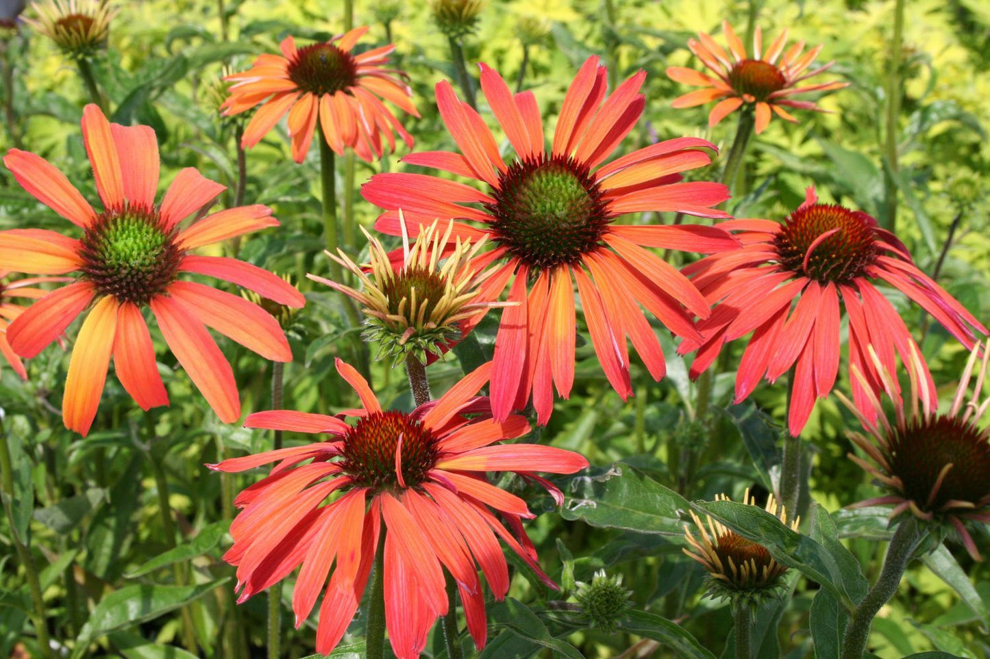 Echinacea 'SunSeekers Coral' ® (Scheinsonnenhut)