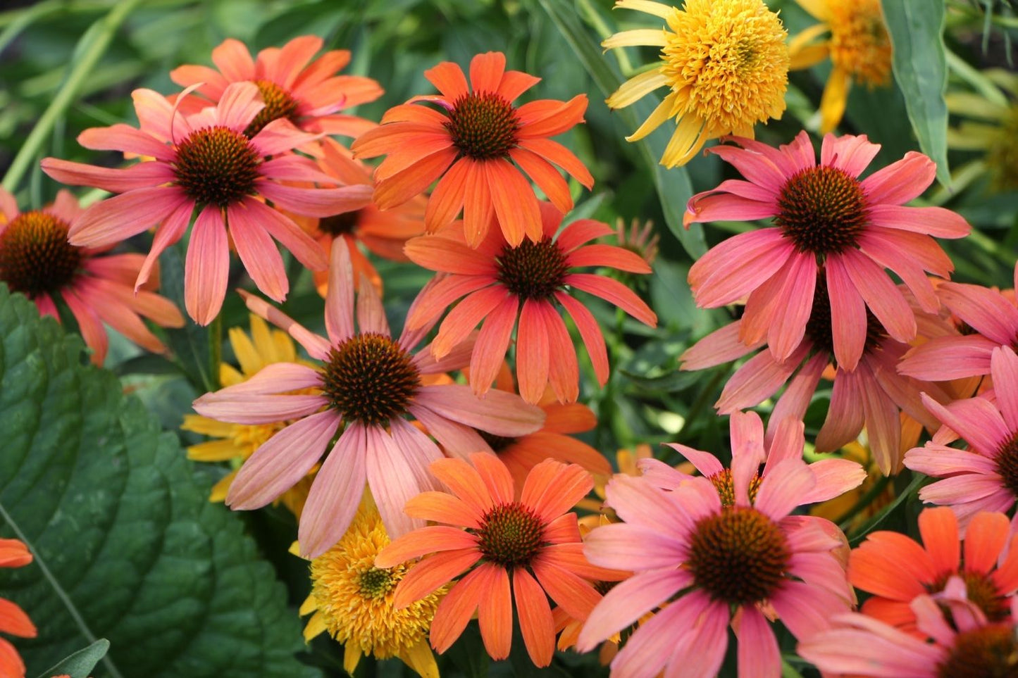 Echinacea 'SunSeekers Coral' ® (Scheinsonnenhut)