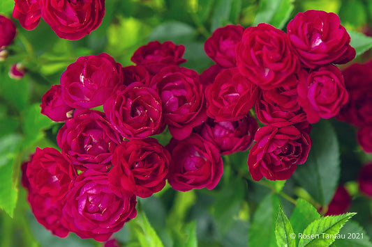 Rose 'Perennial Domino' Ramblerrose