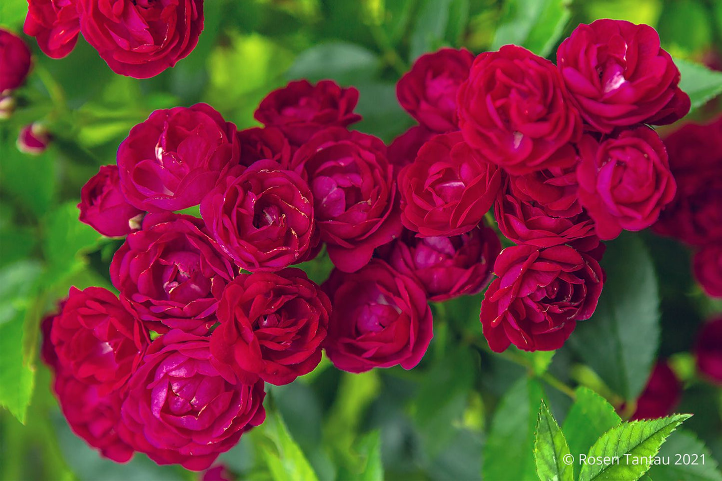 Rose 'Perennial Domino' ® Ramblerrose