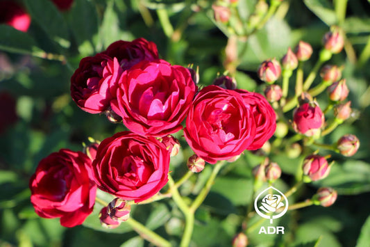 Rose 'Perennial Domino' ® Ramblerrose
