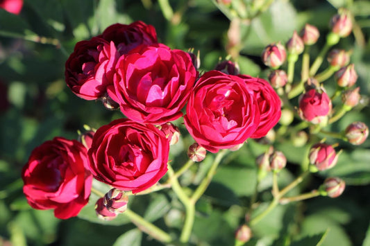 Rose 'Perennial Domino' ® Ramblerrose
