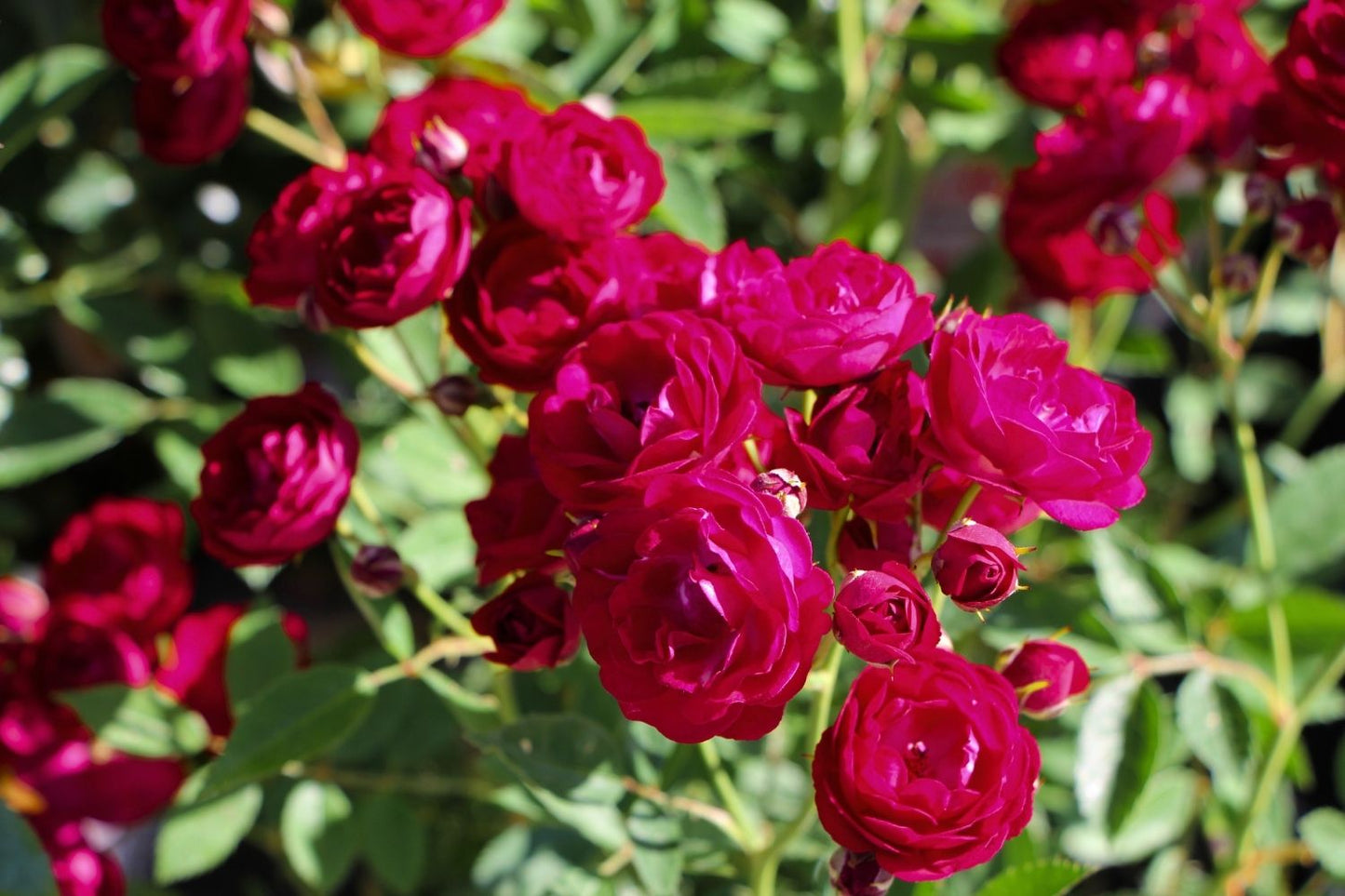 Rose 'Perennial Domino' ® (Ramblerrose)