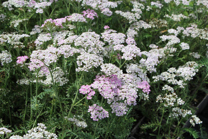 Achillea millefolium 'Wonderful Wampee' ® Schafgarbe