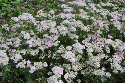 Achillea millefolium 'Wonderful Wampee' ® (Schafgarbe)