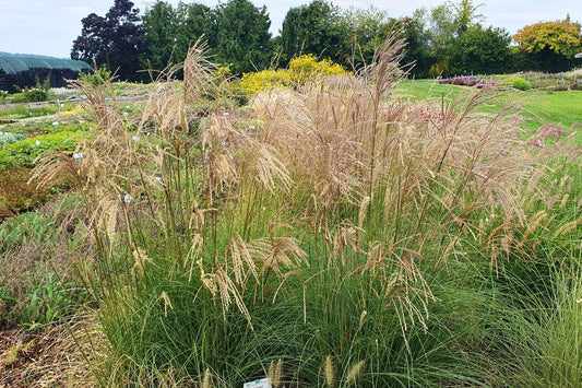 Miscanthus sinensis 'Serengeti' Chinaschilf