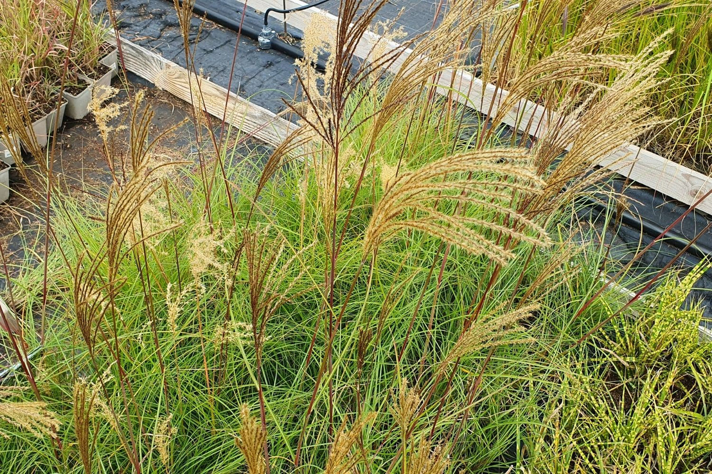 Miscanthus sinensis 'Serengeti' (Chinaschilf)