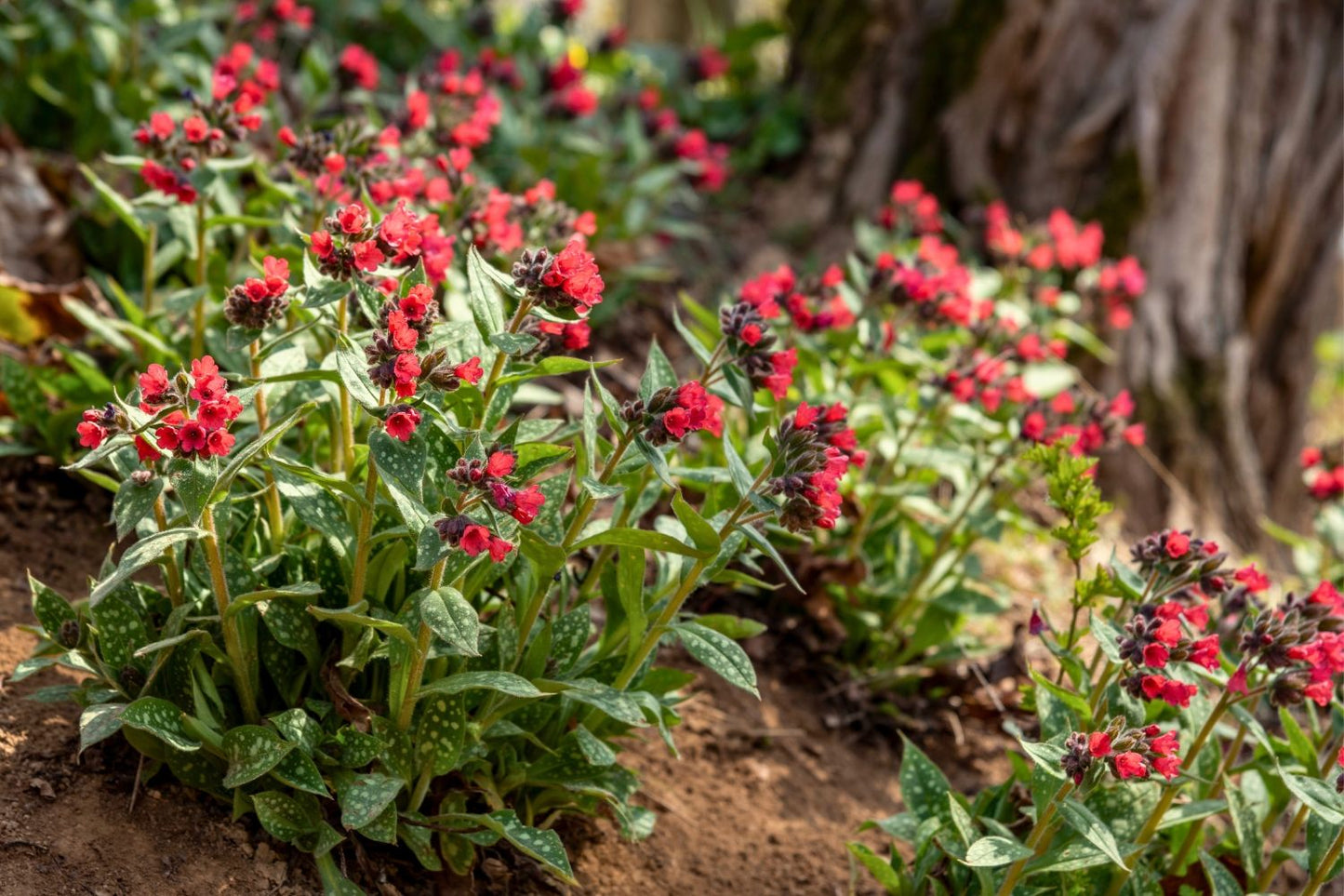 Pulmonaria 'Shrimps on the Barbie' (Rosarotes Lungenkraut)