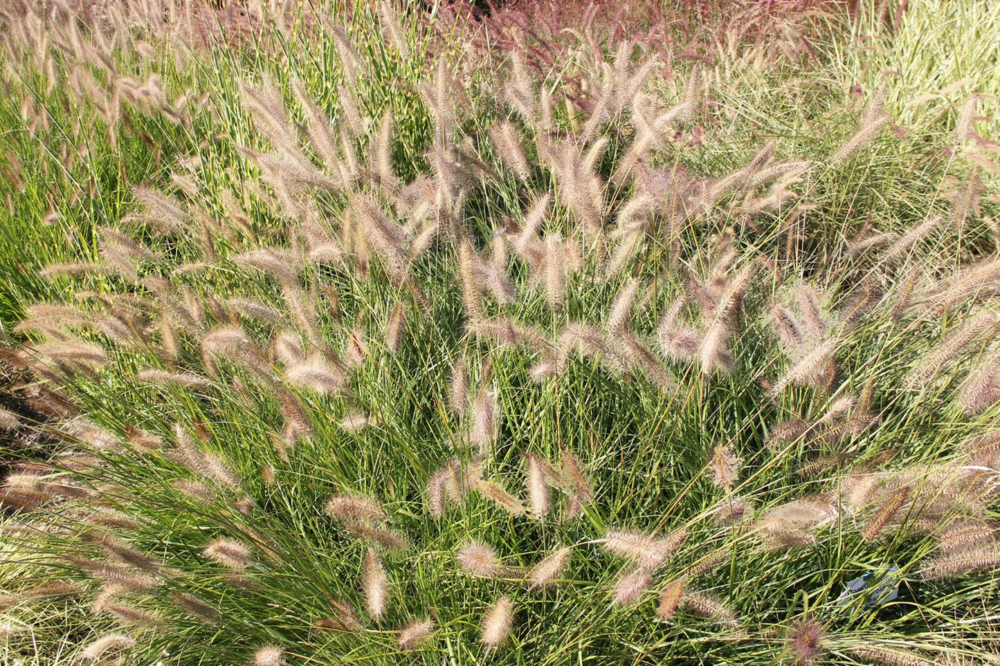Pennisetum alopecuroides 'Cassian' Federborstengras | Lampenputzergras