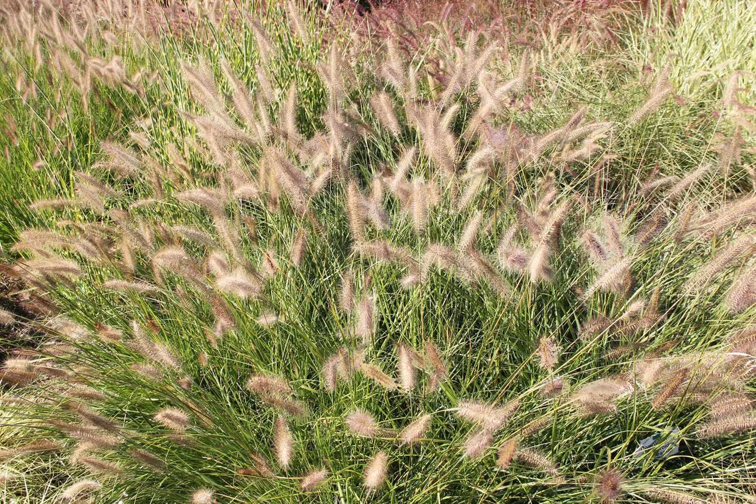 Pennisetum alopecuroides 'Cassian' Federborstengras | Lampenputzergras