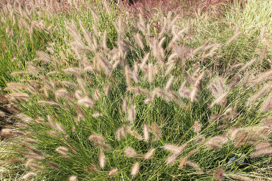 Pennisetum alopecuroides 'Cassian' Federborstengras | Lampenputzergras