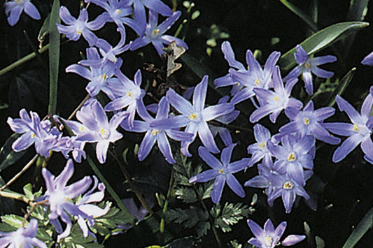 Chionodoxa forbesii Sternhyazinthe  I  Schneeglanz
