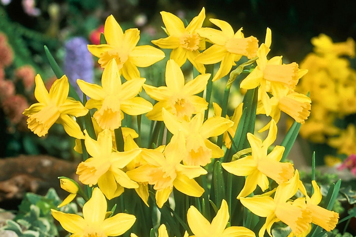 Narcissus cyclamineus 'February Gold' Alpenveilchen-Narzisse