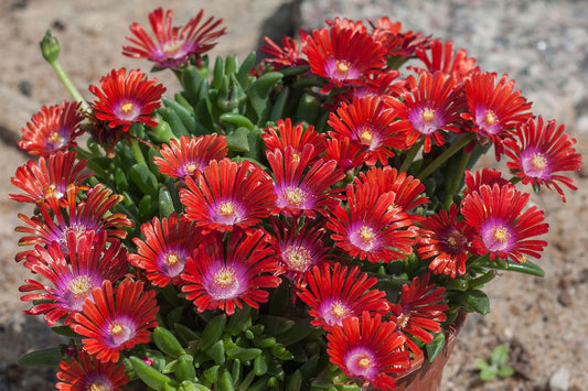 Delosperma 'Sundella Red' Mittagsblume