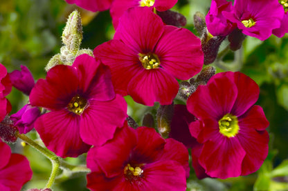 Aubrieta 'Axcent® Burgundy' Garten-Blaukissen