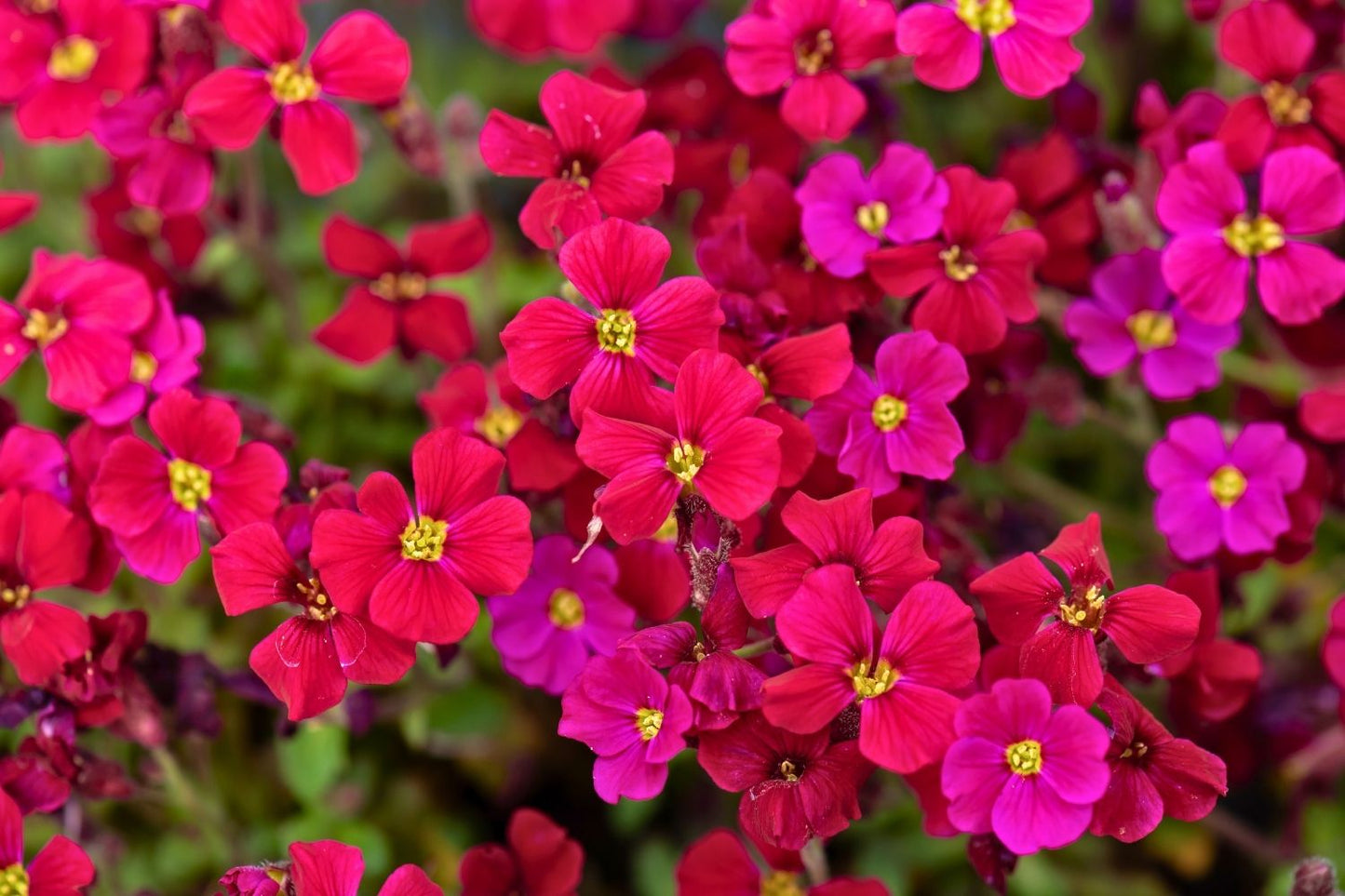 Aubrieta 'Axcent® Burgundy' (Garten-Blaukissen)