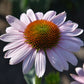 Echinacea 'Pink Skipper' Scheinsonnenhut