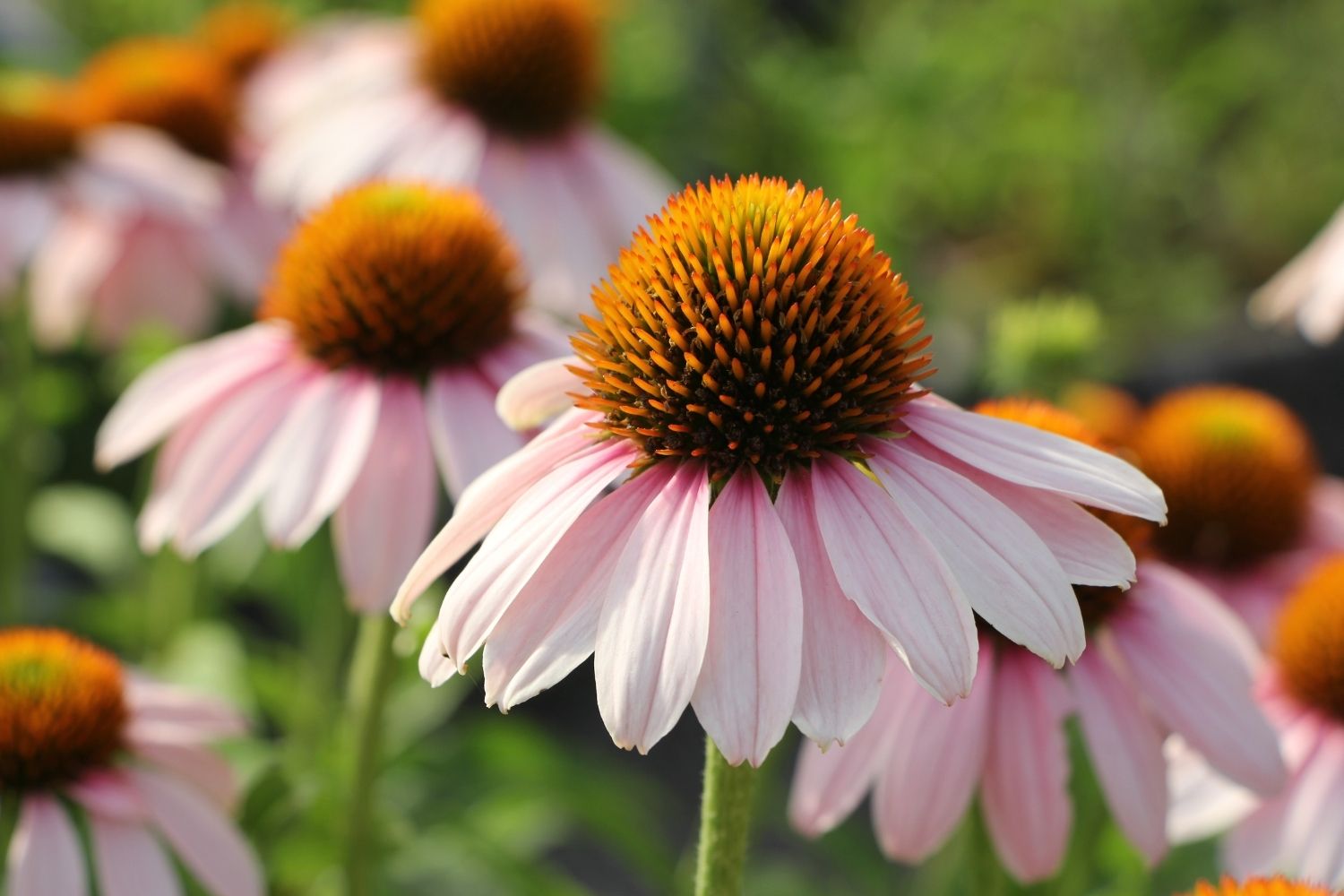 Echinacea 'Pink Skipper' ® Scheinsonnenhut