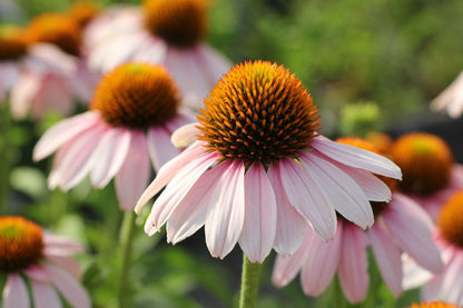 Echinacea 'Pink Skipper' ® Scheinsonnenhut