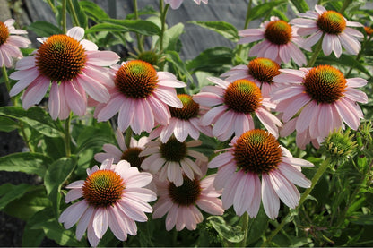 Echinacea 'Pink Skipper' ® (Scheinsonnenhut)