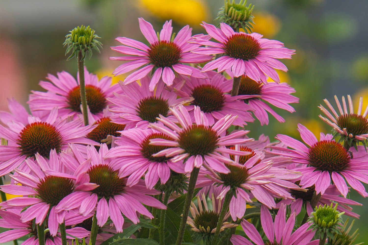 Echinacea 'Fountain Light Purple' ® Scheinsonnenhut