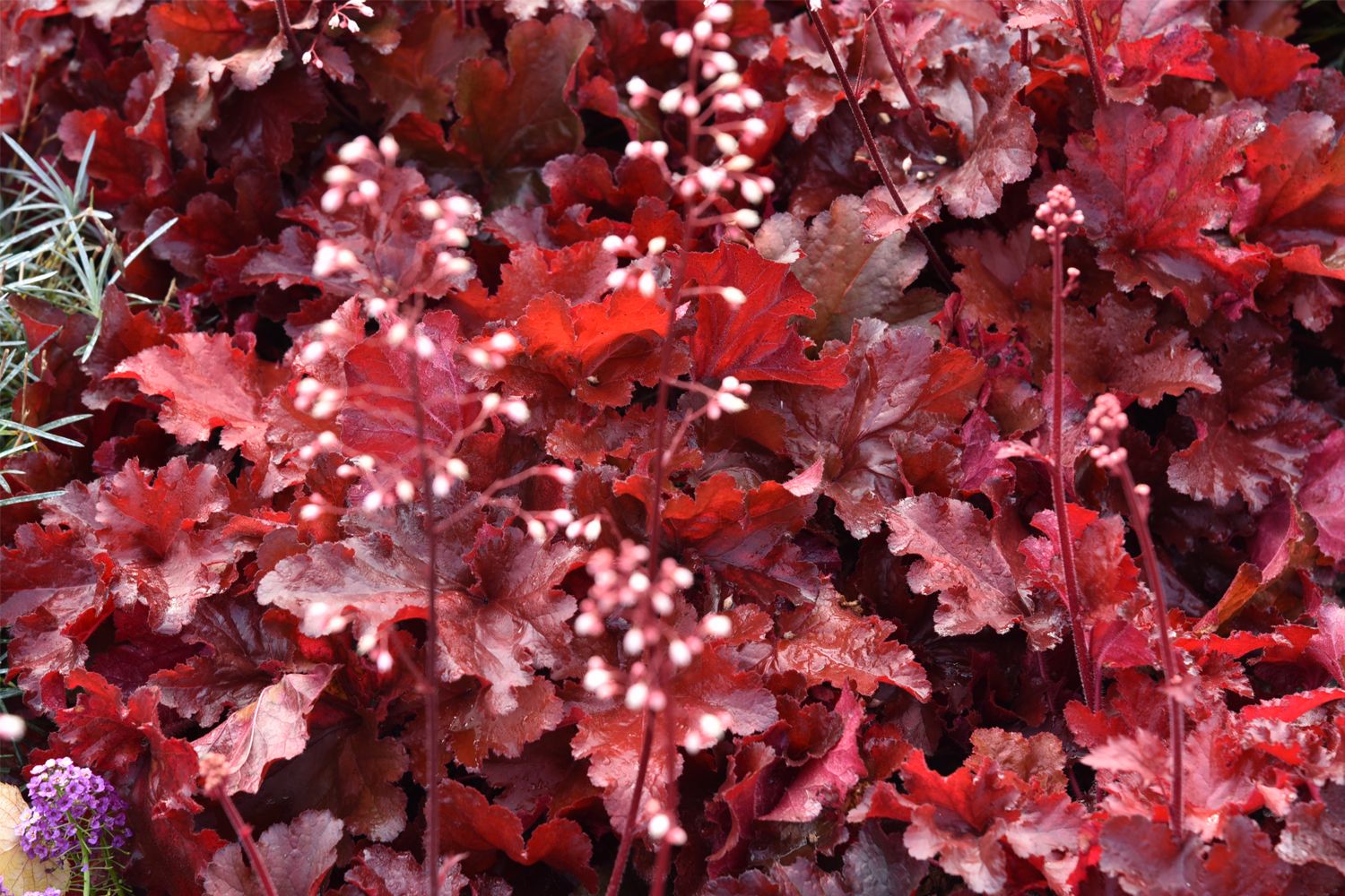 Heuchera 'Forever Red' Purpurglöckchen