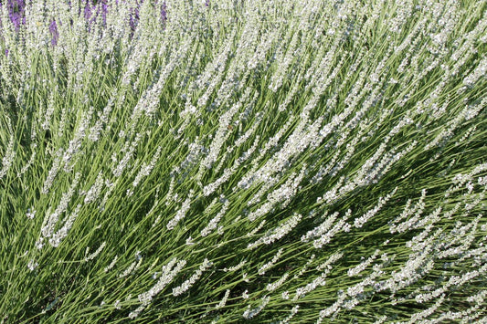 Lavandula angustifolia 'Edelweiß' Weißblühender Garten-Lavendel