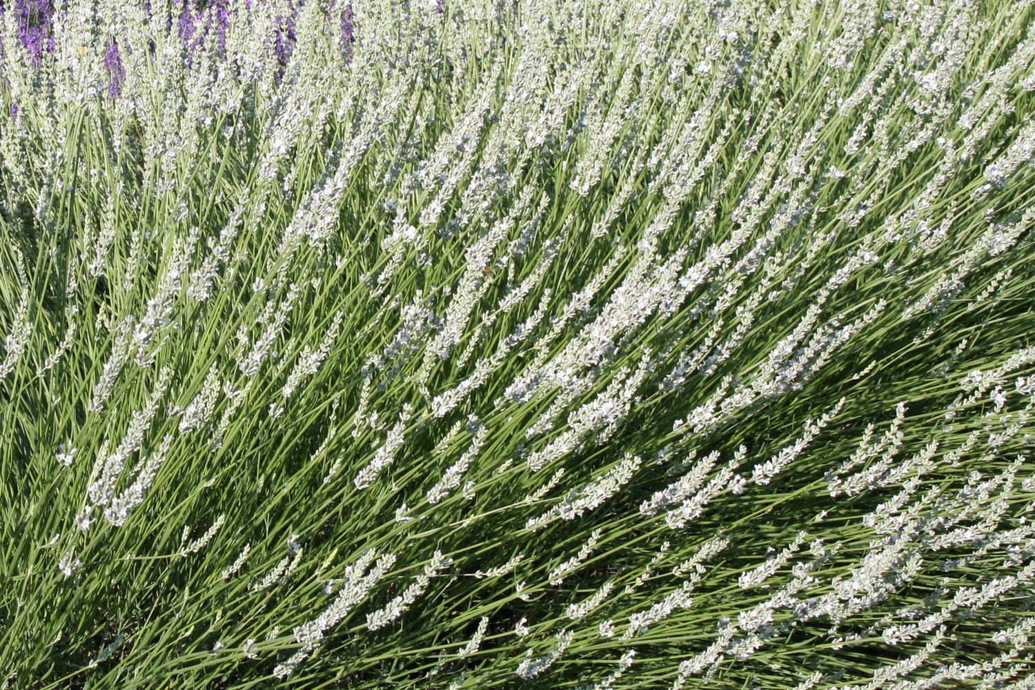 Lavandula x intermedia 'Edelweiß' Weißblühender Garten-Lavendel