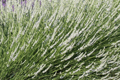 Lavandula x intermedia 'Edelweiß' Weißblühender Garten-Lavendel