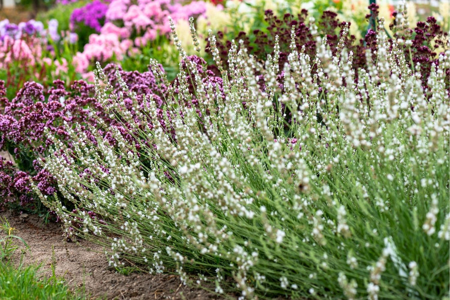Lavandula x intermedia 'Edelweiß' (Weißblühender Garten-Lavendel)