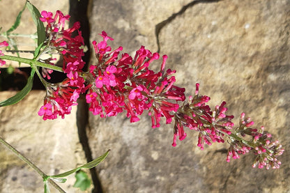 Buddleja davidii 'Prince Charming' Zwerg-Sommerflieder