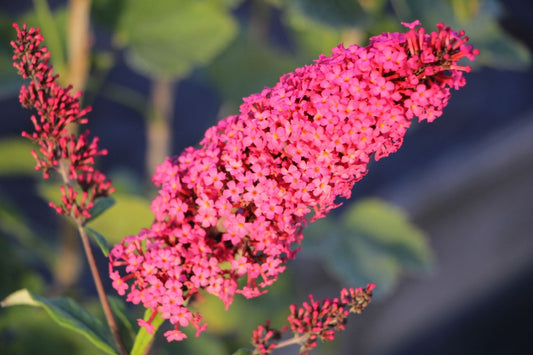 Buddleja davidii 'Prince Charming' ® Zwerg-Sommerflieder