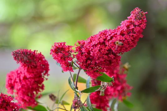 Buddleja davidii 'Prince Charming' ® Zwerg-Sommerflieder