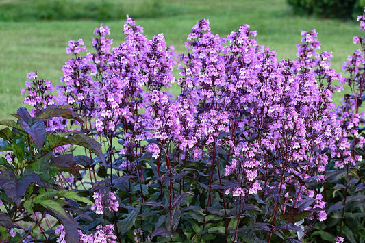 Penstemon digitalis 'Midnight Masquerade' ® Bartfaden