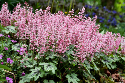 Heucherella 'Pink Revolution' ® Purpurglöckchen