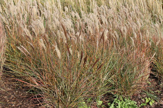 Miscanthus sinensis 'Ibiza' Chinaschilf