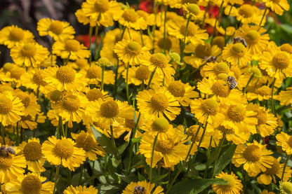 Helenium 'Sombrero' Sonnenbraut