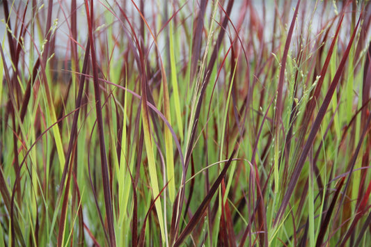 Panicum virgatum 'Hot Rod' ® Dunkellaubige Rutenhirse