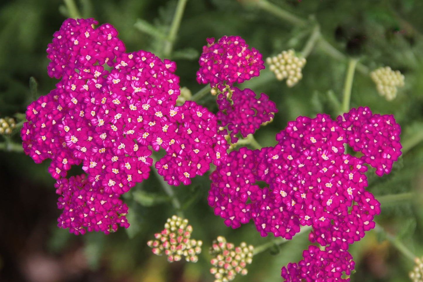 Achillea millefolium 'New Vintage Violet' ® Schafgarbe