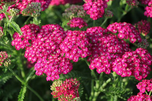 Achillea millefolium 'New Vintage Violet' ® Schafgarbe