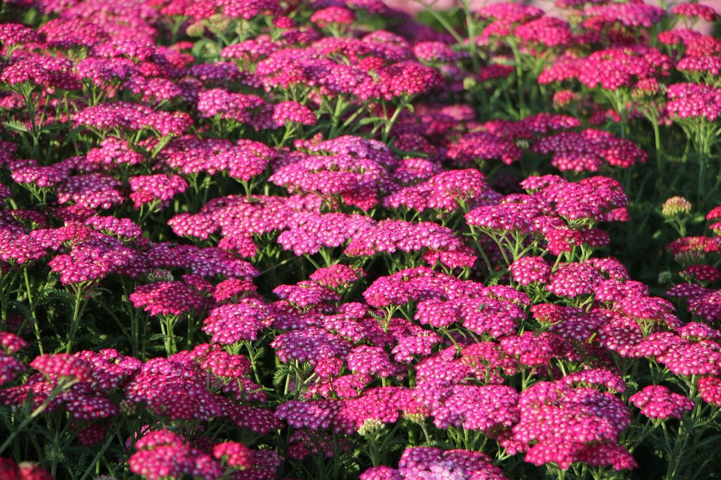 Achillea millefolium 'New Vintage Violet' ® (Schafgarbe)