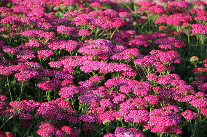 Achillea millefolium 'New Vintage Violet' ® (Schafgarbe)